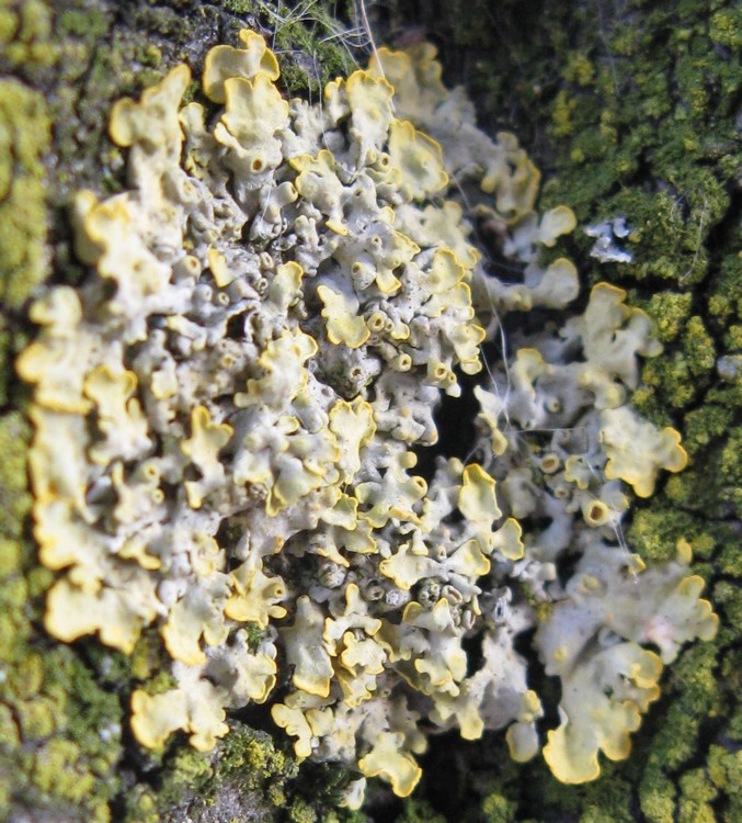 Licheni su corteccia di Prunus pissardii